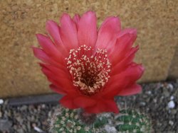 Echinopsis x Trichocereus (Lobivia) pot 6,5 cm
