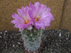 Thelocactus bicolor bolaensis Cerro Bola pot 7 cm