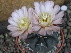 Gymnocalycium dubniorum JPR 68-154 Puerto madryn, pot 5,5 cm