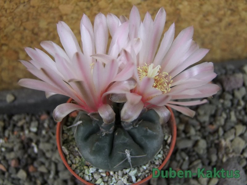 Gymnocalycium dubniorum JPR 68-154 Puerto madryn, pot 5,5 cm