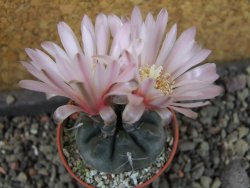 Gymnocalycium dubniorum JPR 68-154 Puerto madryn, pot 5,5 cm