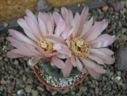 Gymnocalycium dubniorum JPR 68-154 Puerto madryn, pot 5,5 cm - 12405541