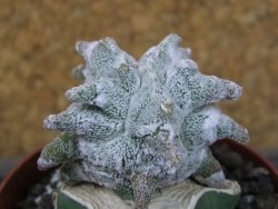 Asrophytum coahuilense Hakuran pot 6,5 cm Roubovaný
