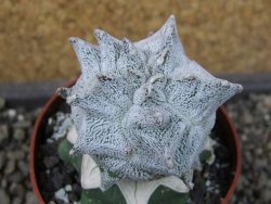 Asrophytum coahuilense Hakuran pot 6,5 cm Roubovaný