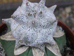 Asrophytum coahuilense Hakuran Snow pot 6,5 cm Roubovaný