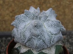 Asrophytum coahuilense Hakuran Snow pot 6,5 cm Roubovaný