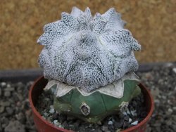 Asrophytum coahuilense Hakuran Snow pot 6,5 cm Roubovaný - 12405599