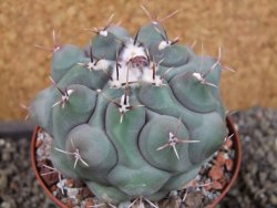 Thelocactus hexaedrophorus major pot 9 cm