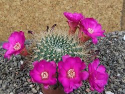 Sulcorebutia gigantea LH pot 7 cm