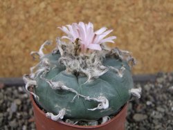 Lophophora williamsii pot 6,5 cm