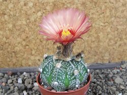 Astrophytum  niveum X red červený květ, akabana, pot 5,5 cm - 12405679
