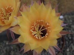 Echinopsis hybrid pot 7 cm