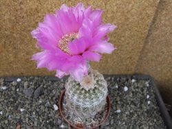 Echinocereus reichenbachii albispinus x bayleyi pot 8,5 cm - 12405723