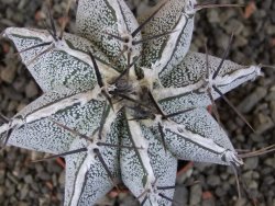 Astrophytum Dinosaur X ornatum pot 5,5 cm - 12405797