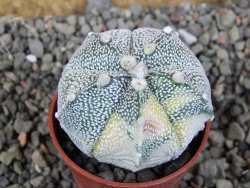 Astrophytum Z Jasenné variegata, 5,5 cm