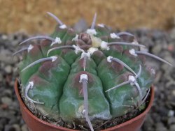 Gymnocalycium vatteri, pot 5,5 cm