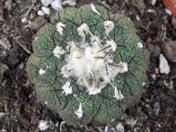 Copiapoa hypogea Lizard skin pot 8,5 cm