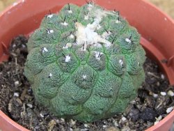 Copiapoa hypogea Lizard skin pot 8,5 cm
