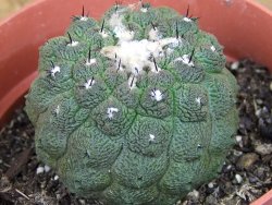 Copiapoa hypogea Lizard skin pot 8,5 cm - 12405837