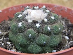 Copiapoa hypogea Lizard skin pot 8,5 cm