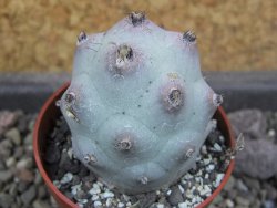 Tephrocactus calvus, pot 5,5 cm