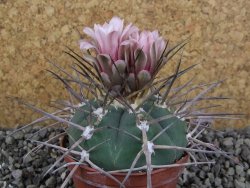 Gymnocalycium armatum LH 1431 Pajcho Centro, Tarija, pot 7 cm