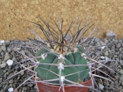 Gymnocalycium armatum LH 1431 Pajcho Centro, Tarija, pot 7 cm - 12405858