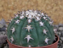 Gymnocalycium spegazzinii unguispinum SL 44b, pot 5,5 cm