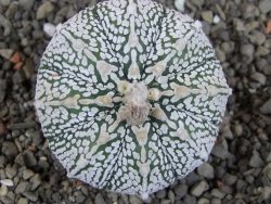 Astrophytum Super Kabuto pot 5,5 cm