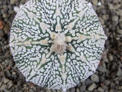 Astrophytum Super Kabuto pot 5,5 cm - 12405868