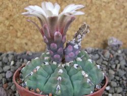 Gymnocalycium vatteri unguispinum, pot 7 cm