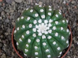 Notocactus uebelmannianus inermis pot 6,5 cm - 12405980
