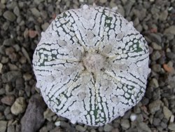 Astrophytum Super Kabuto pot 5,5 cm - 12405991