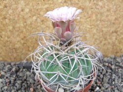 Gymnocalycium cardenasianum JO 193 pot 7 cm - 12406027