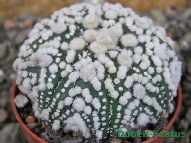 Astrophytum Hanazano Kabuto Star Shape, pot 5,5 cm