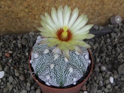 Astrophytum Hanazano Kabuto hybrid pot 6,5 cm