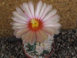 Astrophytum Z Jasenné variegata, 5,5 cm