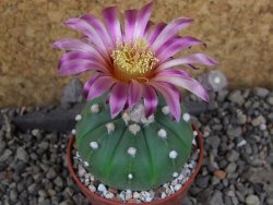 Astrophytum  asterias nudum X red červený květ, akabana, pot 5,5 cm
