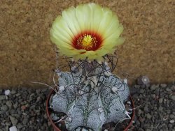Astrophytum capricorne major XL, pot 9 cm