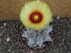 Astrophytum capricorne major XL, pot 9 cm - 12406105