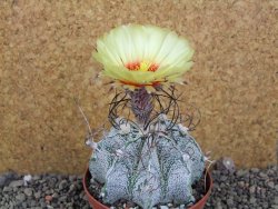 Astrophytum capricorne major XL, pot 9 cm - 12406107