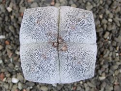 Astrophytum Onzuko quadricostatum, pot 5,5 cm