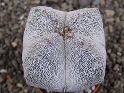 Astrophytum Onzuko quadricostatum, pot 5,5 cm - 12406113