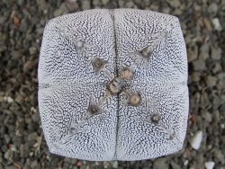 Astrophytum Onzuko quadricostatum, pot 5,5 cm
