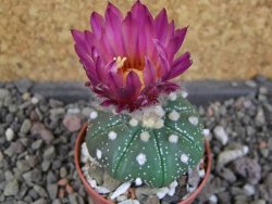 Astrophytum  asterias X red červený květ, akabana, pot 5,5 cm