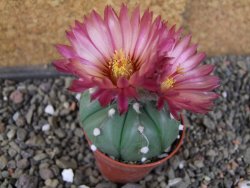 Astrophytum  asterias nudum X red červený květ, akabana, pot 5,5 cm