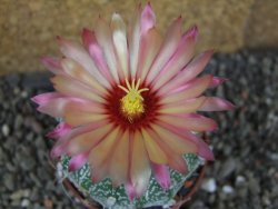 Astrophytum  capricorneX red červený květ, akabana, pot 5,5 cm