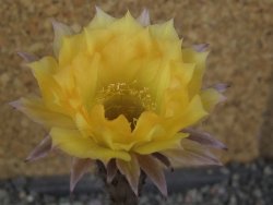 Echinopsis hybrid pot 5,5 cm