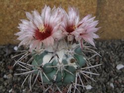 Coryphantha poselgeriana valida SB 288 Cerro Bola pot 6,5 cm - 12406277