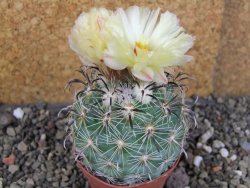 Coryphantha kracikii Diamante, Dur pot 6,5 cm